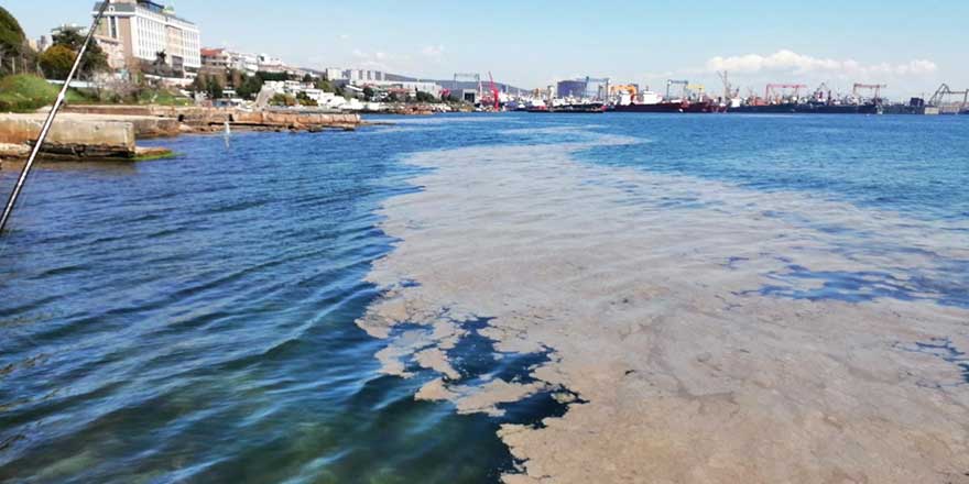 Tuzla Sahili'ni komple deniz salyaları kapladı! Endişelendiren görüntü