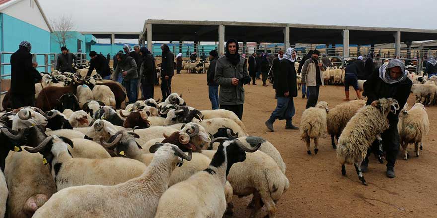 Kars'ta canlı hayvan pazarı kapatıldı!