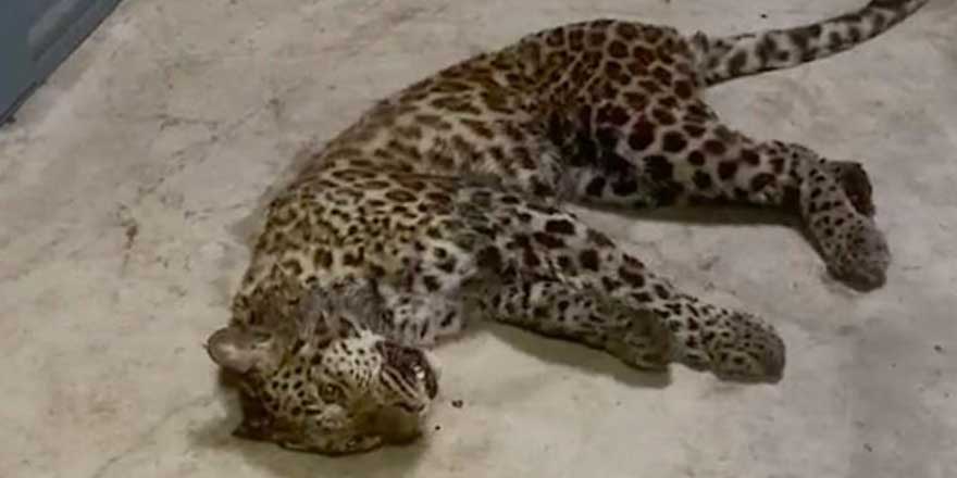 Çin'de Safari Parkı'ndan 3 leopar kaçtı