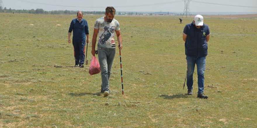 Altın arar gibi arıyorlar! Kilo fiyatı etten daha yüksek