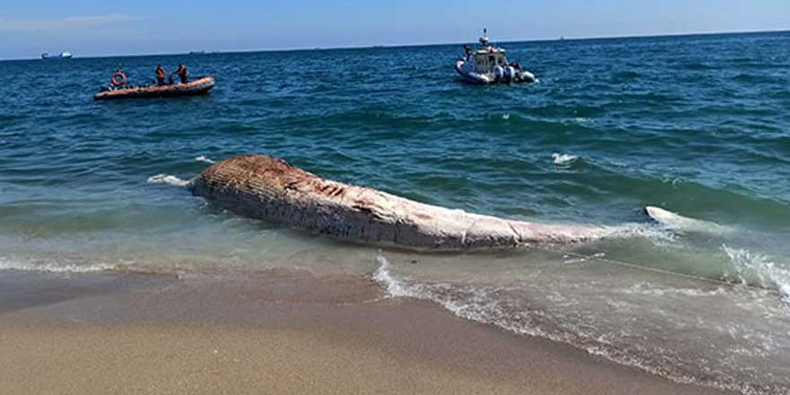 Mersin'de sahile ölü oluklu balina vurdu