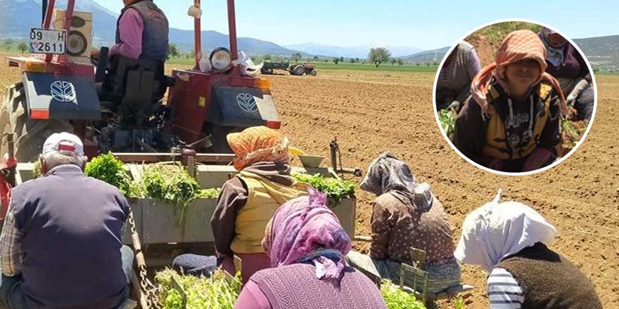 Atanamayan odyometri mezunu Ceylan Yarangünü tarlada çalışıyor