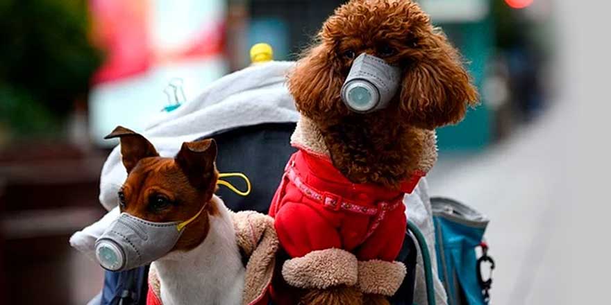 Köpeğinizi severken bir kez daha düşünün! Uzmanlar bu tehlikeyi yeni keşfetti