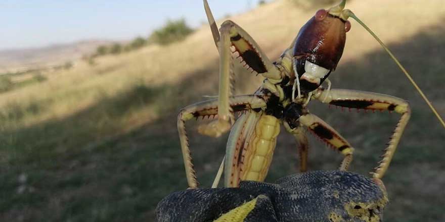 Batman'da etçil çekirge görüldü!