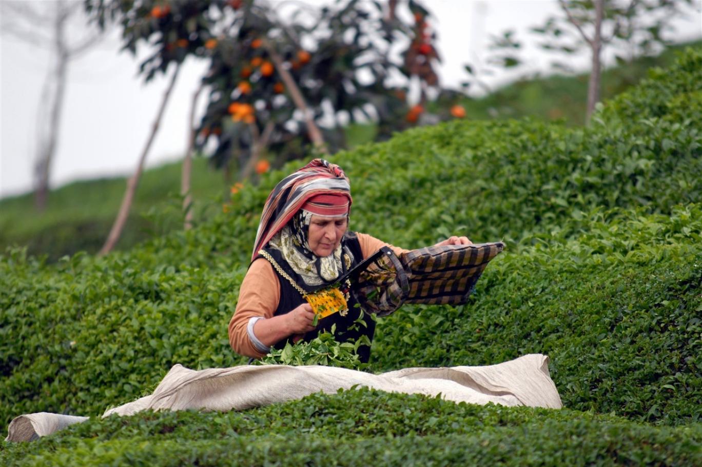 Çarpıcı rapor ortaya çıkardı.. Çaykur'da AKP döneminde rekor zarar