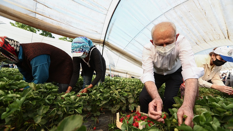 Kolları sıvadı seraya girdi... Kılıçdaroğlu gülden sonra çilek de topladı