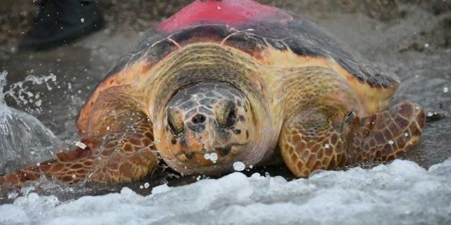 Caretta 'Likya'nın aylar süren yolculuğu! Uydudan takip edildi