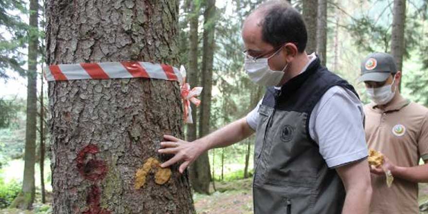 Karadeniz'de ilk kez görüldü! Katil arılar için harekete geçildi