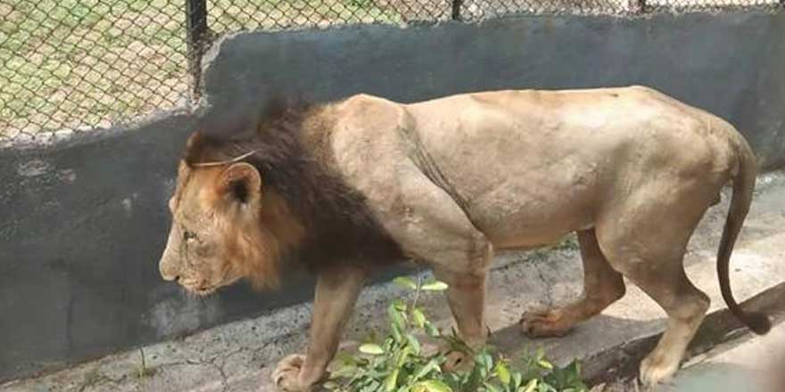 Korona ikinci kez bir aslanın canını aldı