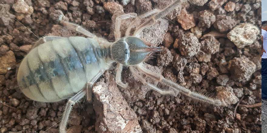 Hakkari'de  yeni böğü türü keşfedildi! Gören şaşırıyor