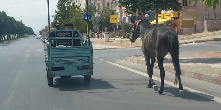 Böyle eziyet görülmedi! Hayvan Hakları Yasası tartışılırken...