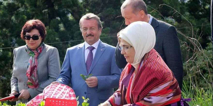 Çay toplayan başkana kamuda yeni görev