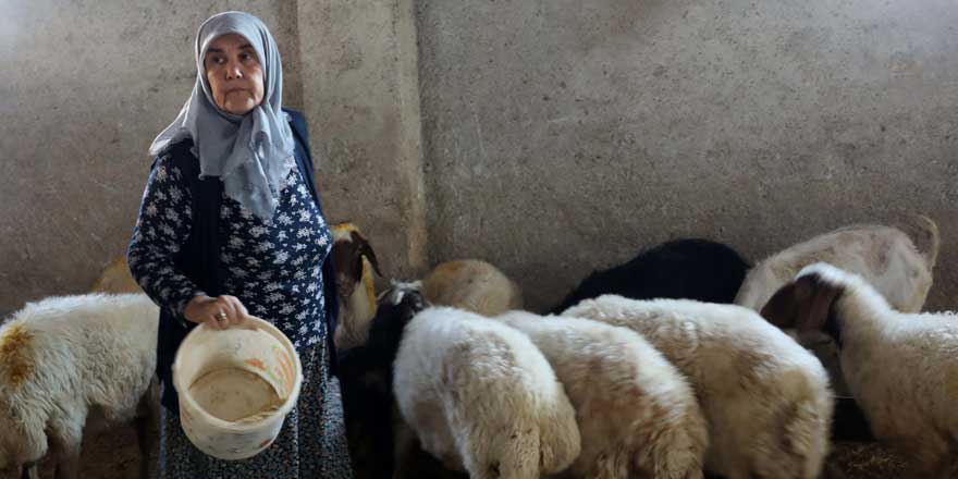 Kadınsın yapamazsın diyenlere inat Gülçin Sakaroğlu kendi çiftliğini kurdu