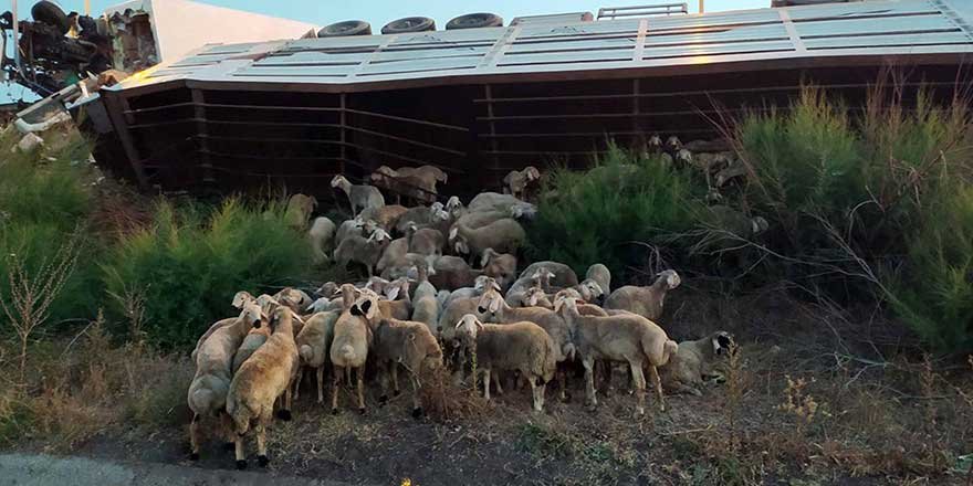 Osmaniye'de onlarca koyun telef oldu!