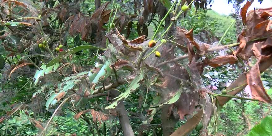 Beykoz'da tırtıl istilası! Örümcek ağı gibi her yeri sardılar