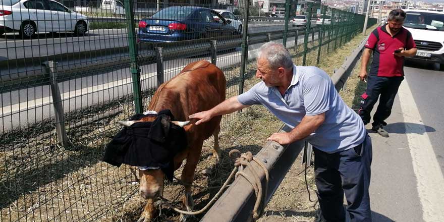 Pendik'te kaçan boğa D-100 Karayolunu kilitledi!