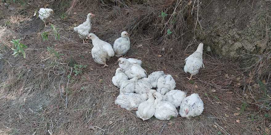 Adana'da yüzlerce civciv ölüme terk edildi!