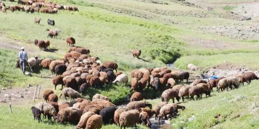 Gençler sizi doğada görmek isteriz! 7 bine çoban bulamıyor