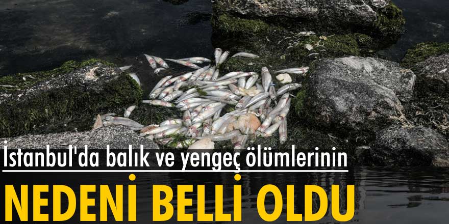 İstanbul'da balık ve yengeç ölümlerinin nedeni belli oldu