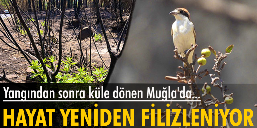 Muğla'da yangın sonrası ilk filizler çıktı