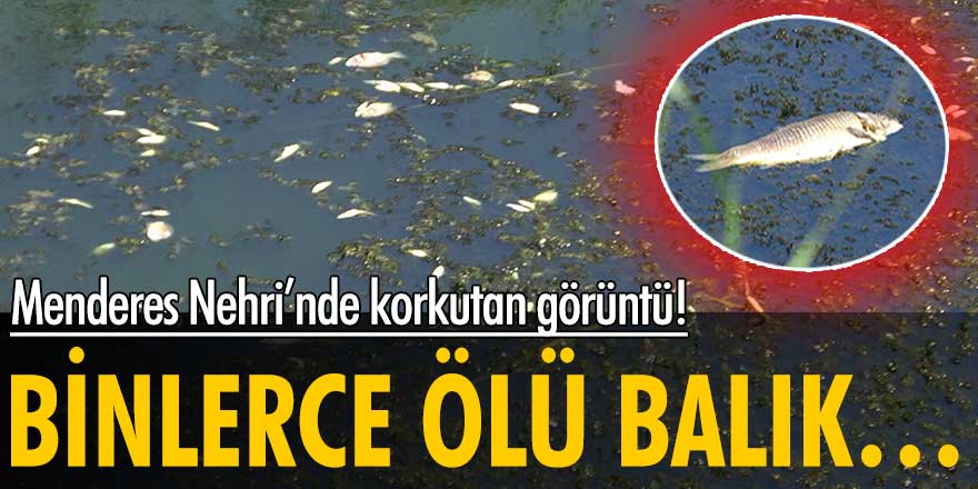 Menderes Nehri’nde üzücü görüntü: Binlerce balık öldü