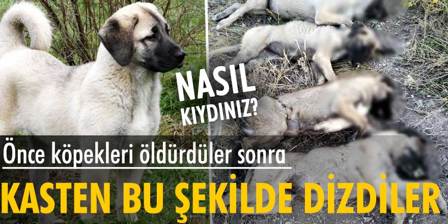 Korkunç olay! Köpekler ölü bulundu…