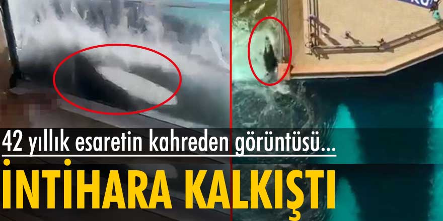 Kiska'nın 42 yıllık esaretinin kahreden görüntüsü...