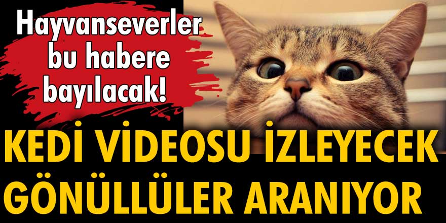 Hayvanseverler bu habere bayılacak: Kedi videosu izleyecek gönüllüler aranıyor