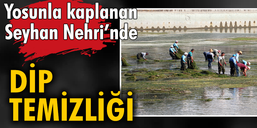 Yosunla kaplanan Seyhan Nehri’nde dip temizliği