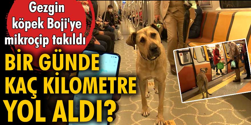 Birçok toplu ulaşım aracında dolaşmasıyla ünlenen Boji'ye mikroçip takıldı!