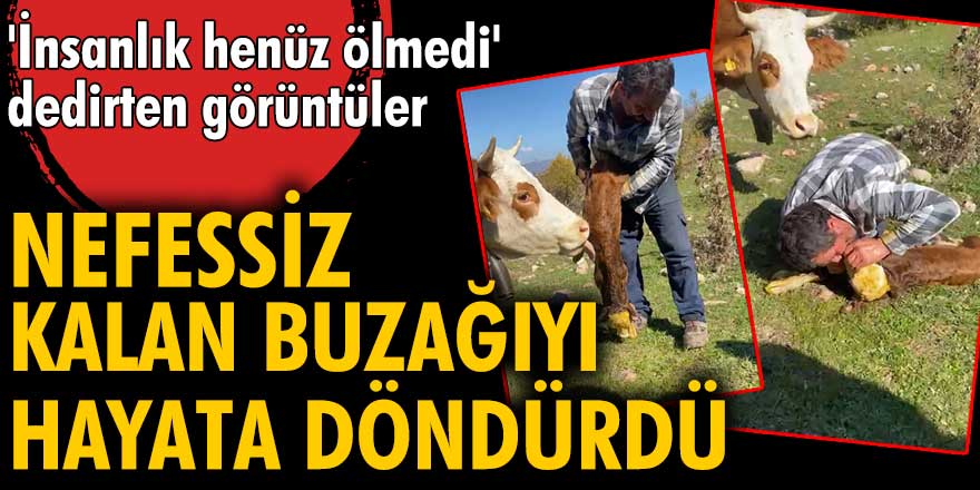 Tokat'ta yaşayan Şahbaz Gül, buzağıya suni teneffüs yaptı!