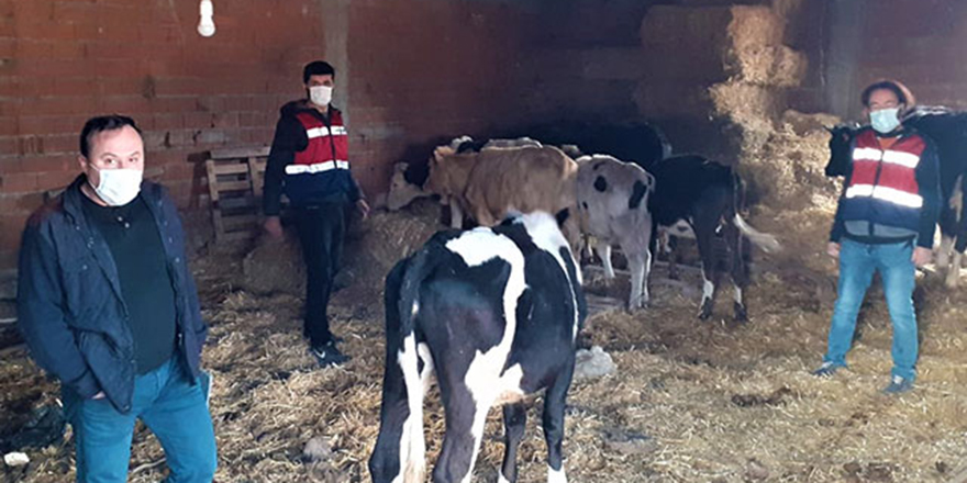 Çaldıkları inekleri kesmek üzereyken yakalandılar