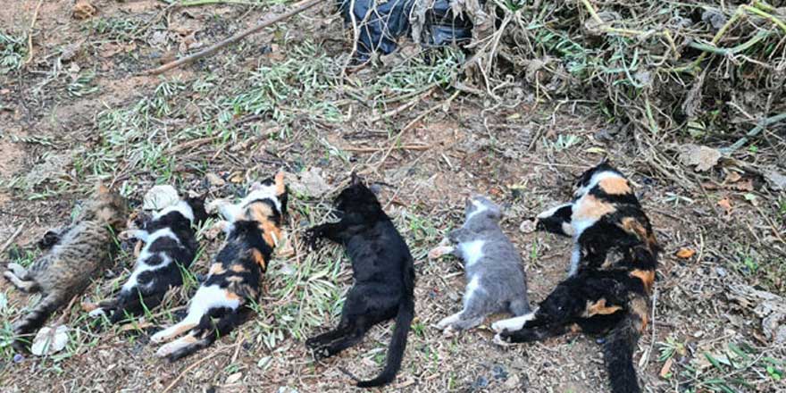 Bodrum'da 20 kedi ölü bulundu