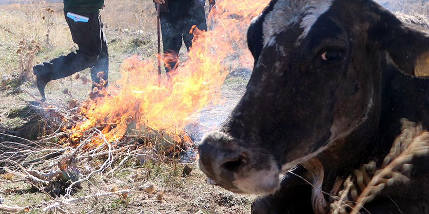 İneğin suya düştüğünü görünce ateşi yaktılar!