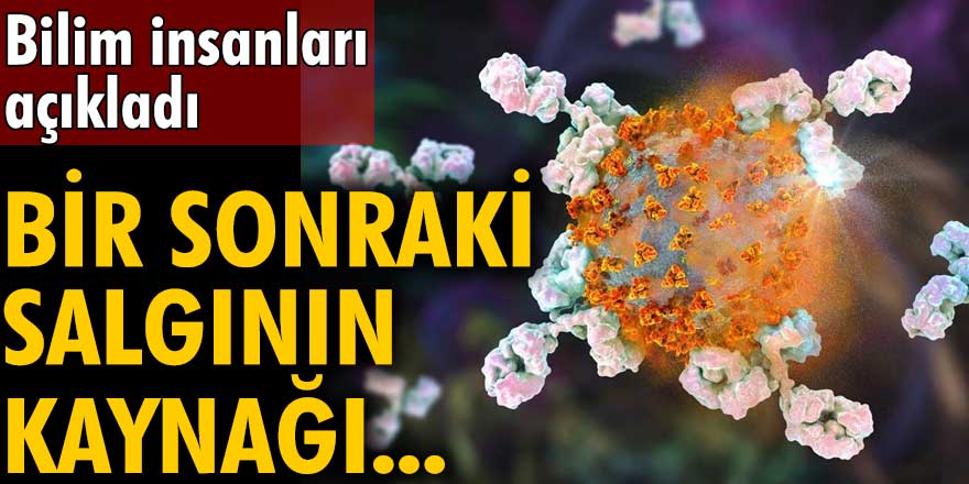 Bilim insanları açıkladı: Bir sonraki salgının kaynağı fareler!