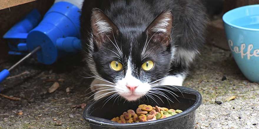 Kedi-köpek mamalarına bir haftada yüzde 30 zam