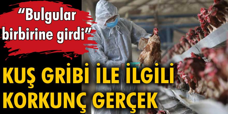 Kuş gribi ile ilgili korkunç gerçek. "Bulgular birbirine girdi"