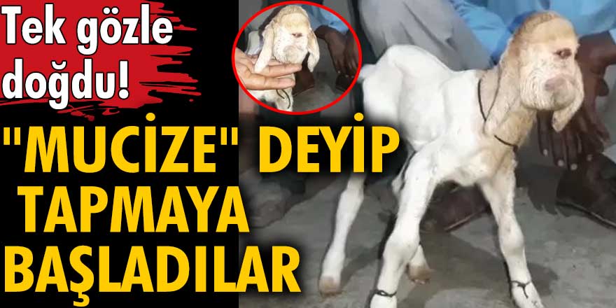 Hindistan'da keçi tek gözle doğdu! "Mucize" deyip tapmaya başladılar