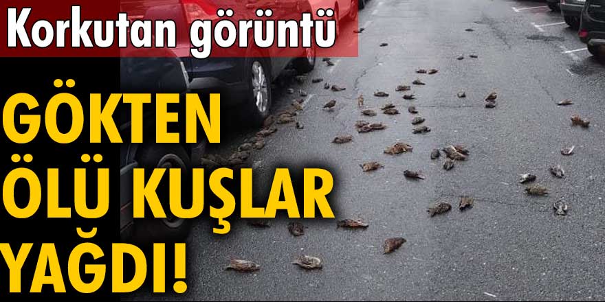 Korkutan görüntü! Gökten ölü kuşlar yağdı