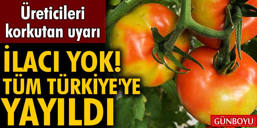 ‘Domates virüsü’ seralara yayıldı!