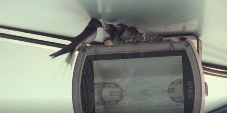 Rize'de kuş yavrusu, vinç yardımıyla yuvasına kavuştu