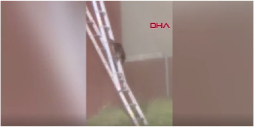 İtfaiye merdiveni rakunların hayatını kurtardı