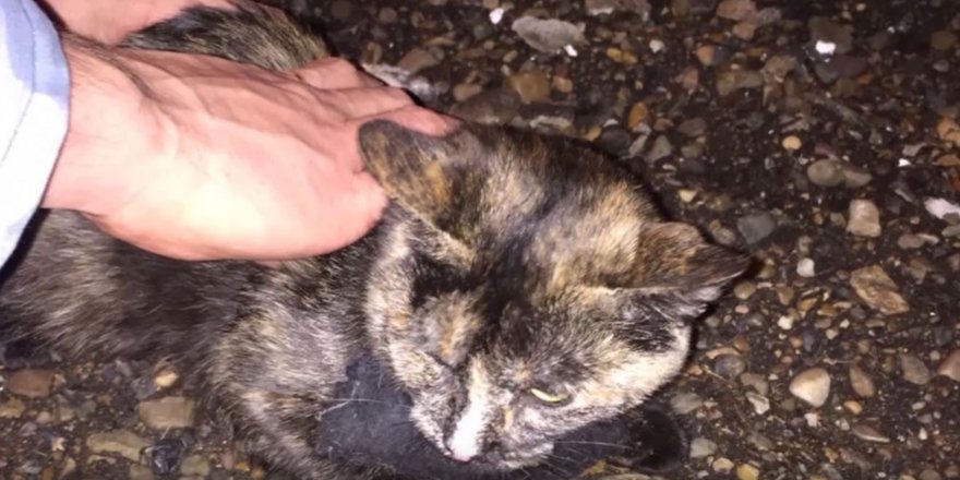 Rusya'da kurye kedi gözaltına alındı!