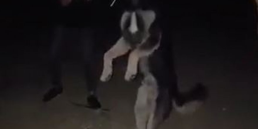 Diyarbakır'da Alman kurdunu ağaca asarak öldürdü!