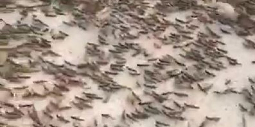 Afrika'yı istila eden çekirge sürüsü Türkiye sınırına mı dayandı?