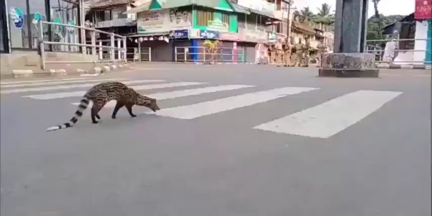 30 yıldır görünmeyen Misk kedisi yasağın ardından ortaya çıktı
