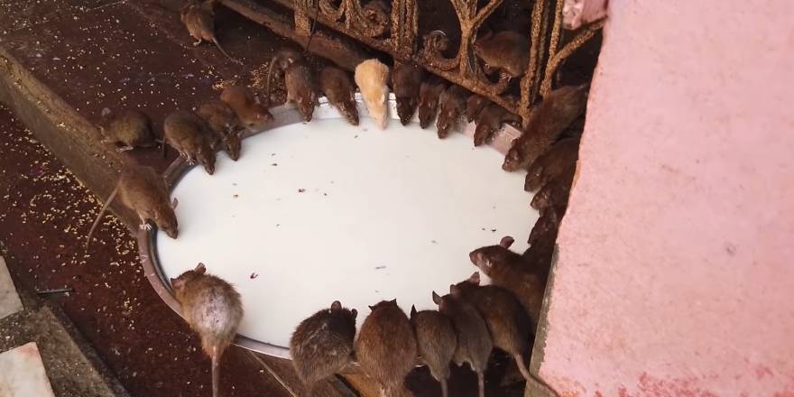 20 bin fareyle iç içe ibadet ediyorlar