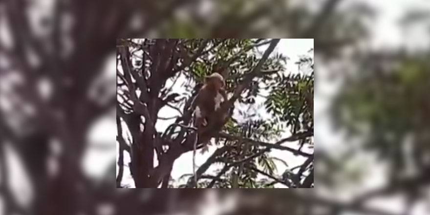 Denek olarak kullanılan maymunlar hastaneden kaçtı