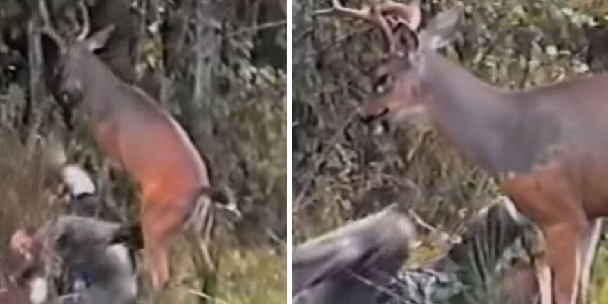 Yavrusu vuran avcıya anne geyikten art arda kroşeler