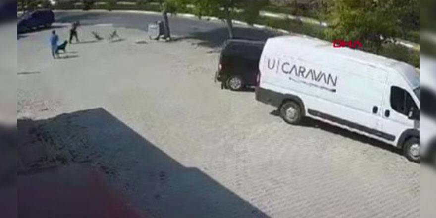 Silahla sokak köpeğini vurdu!